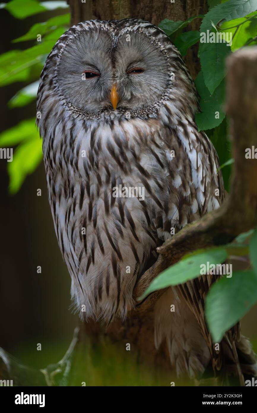Uraeule (Strix uralensis) Stockfoto