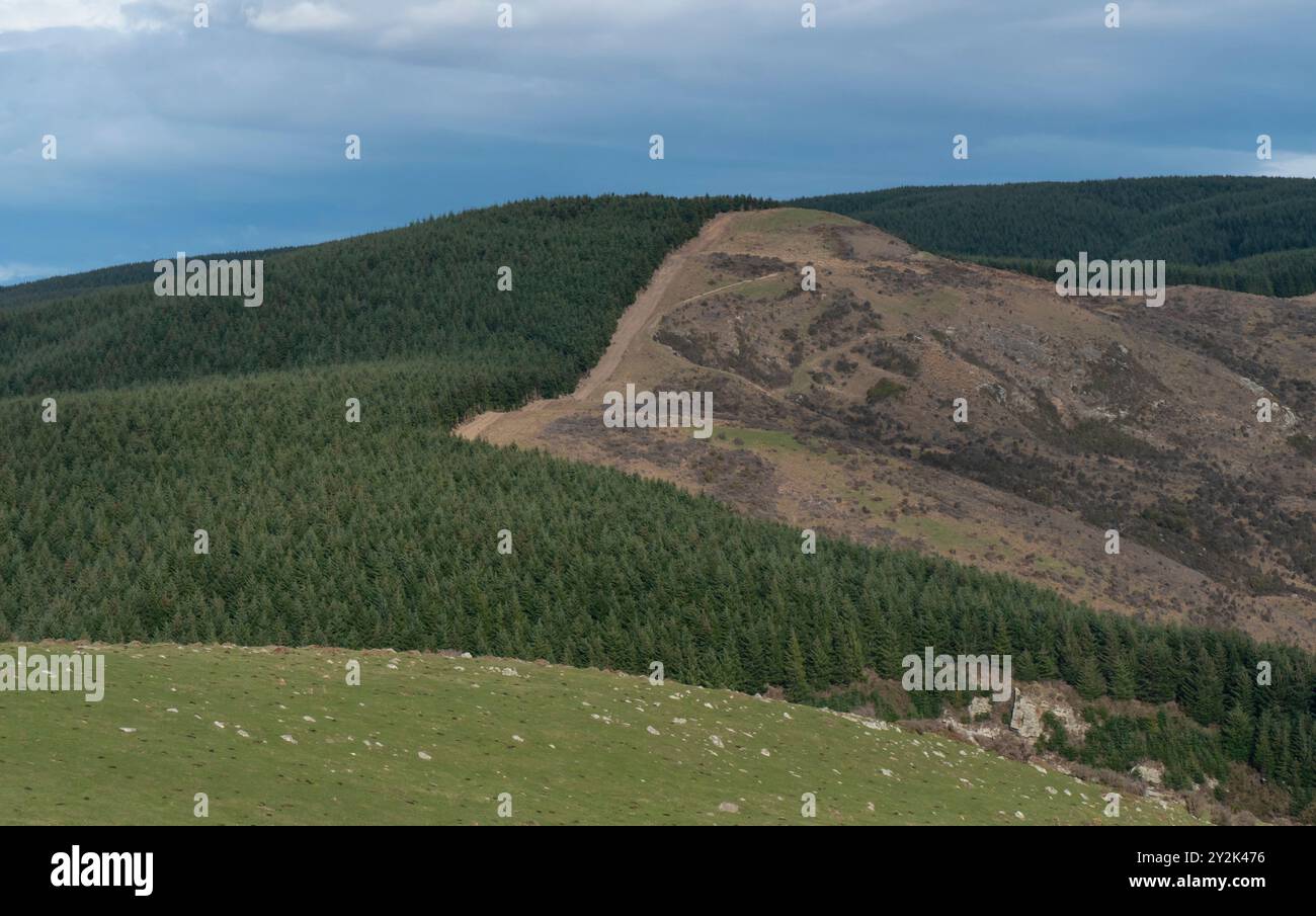Kiefernwald teilweise gerodet auf Südinsel, Neuseeland, Aoteaora. Stockfoto