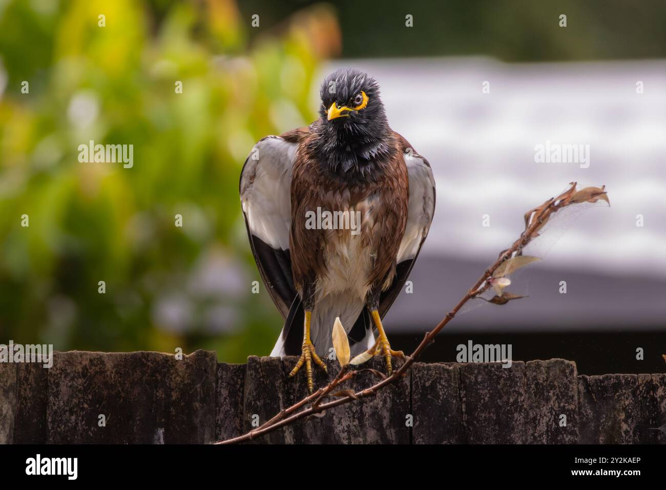 Ein nasser gemeiner Myna-Vogel, der auf einem Zaun thront Stockfoto