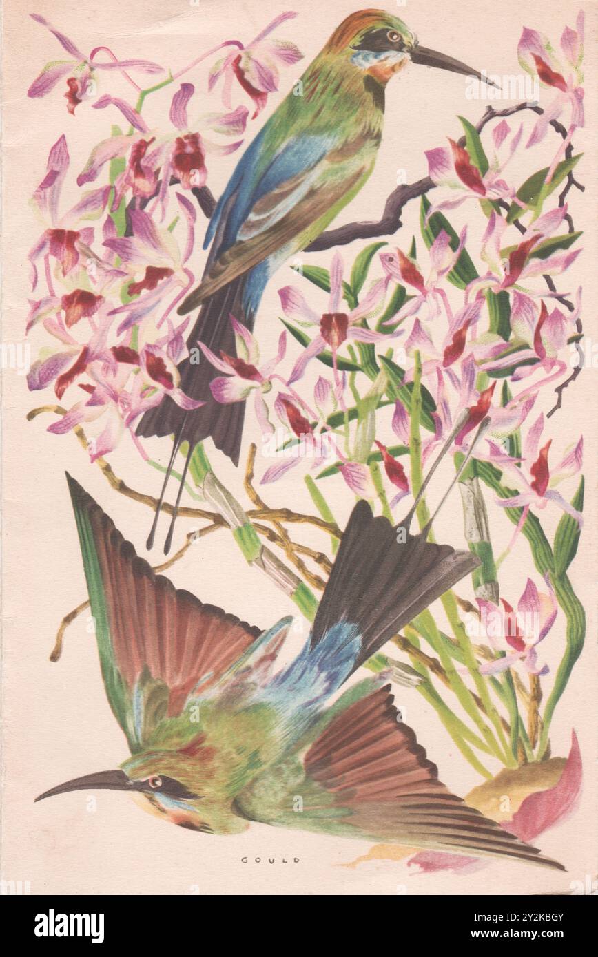 P&O Steamship Dinner Menu aus der S.S. Korfu im Jahr 1954 mit einem Gemälde der Serie Rainbow Bird of the Australian Birds, entworfen von Strom Gould. Stockfoto