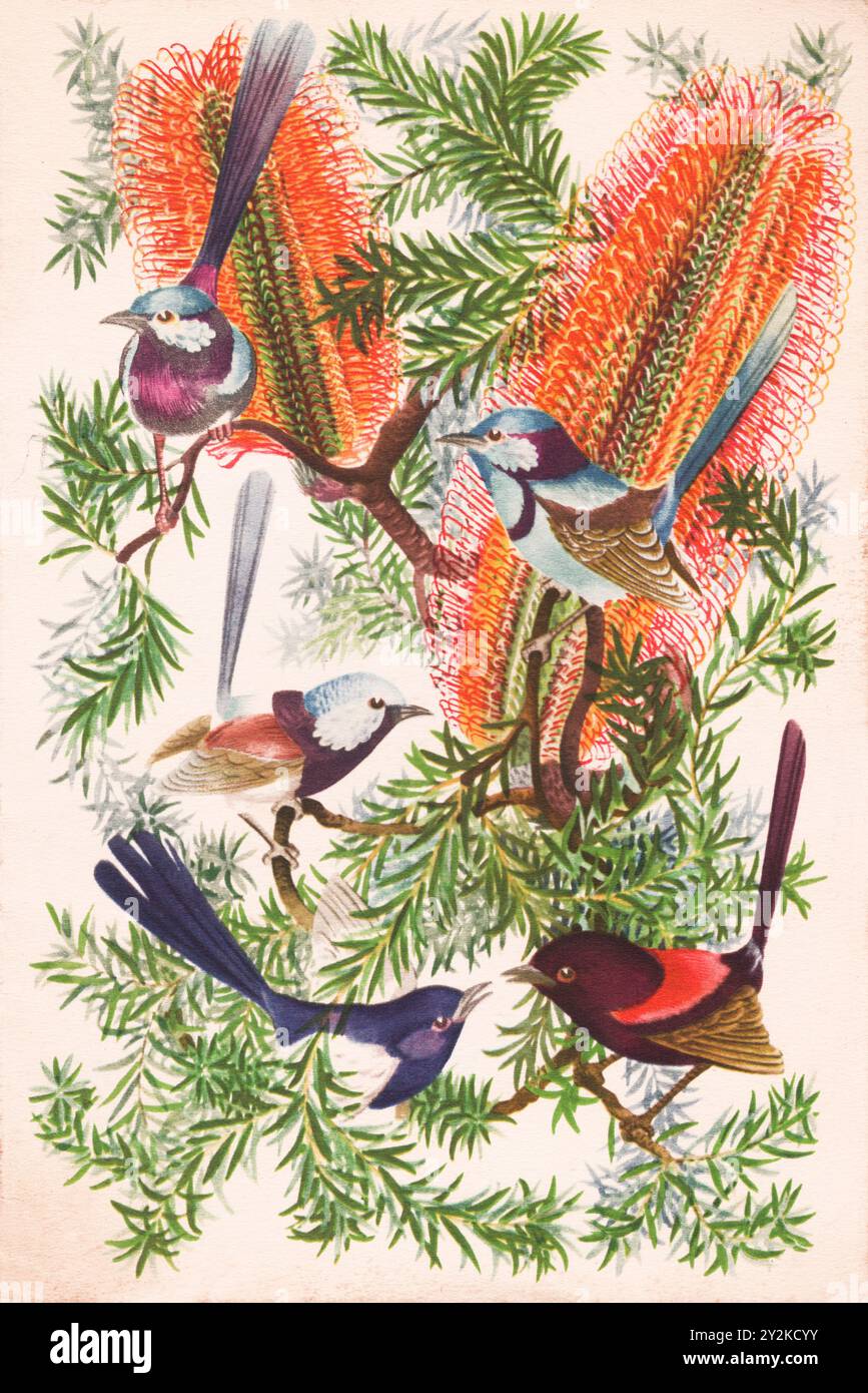 P&O Steamship Dinner Menu aus der S.S. Korfu im Jahr 1954 mit einem Gemälde von Feen Wrens aus der Australian Birds Serie entworfen von Strom Gould. Stockfoto