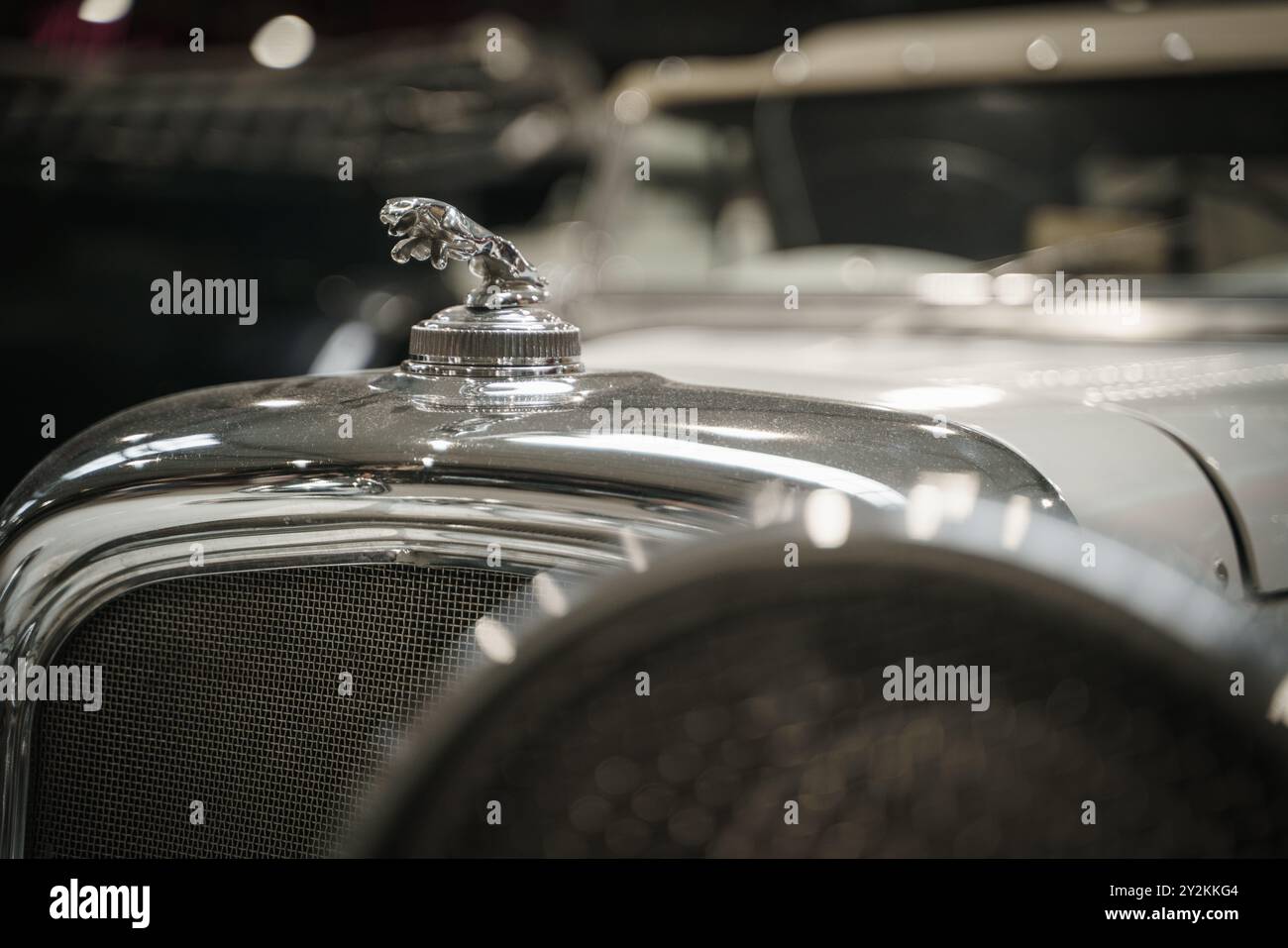 Verchromtes Jaguar-Kapuzenverzierung am Oldtimer. Hochwertiges Foto Nahaufnahme einer verchromten Jaguar Motorhaubenverzierung, die elegant auf der Motorhaube eines Vintage C thront Stockfoto