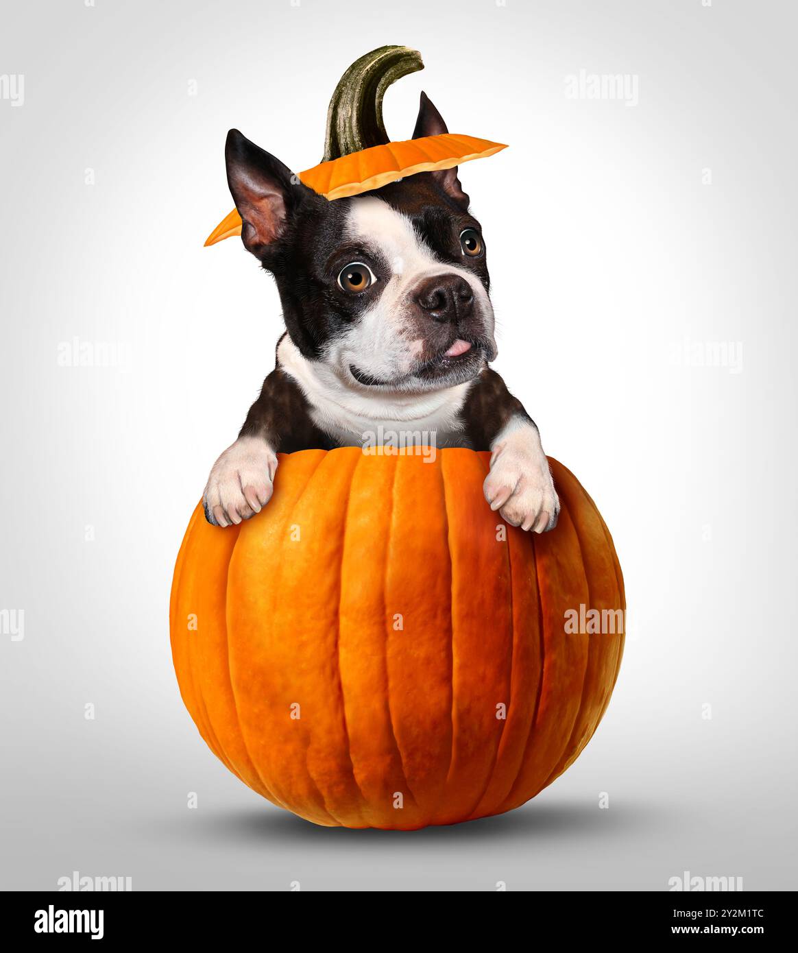 Halloween Pumpkin Dog und Jack O Laterne schnitzten Kürbisse als lustiges Herbstfest und Herbstfest als Tieradoption und Tierarzt oder als Tierarzt Stockfoto
