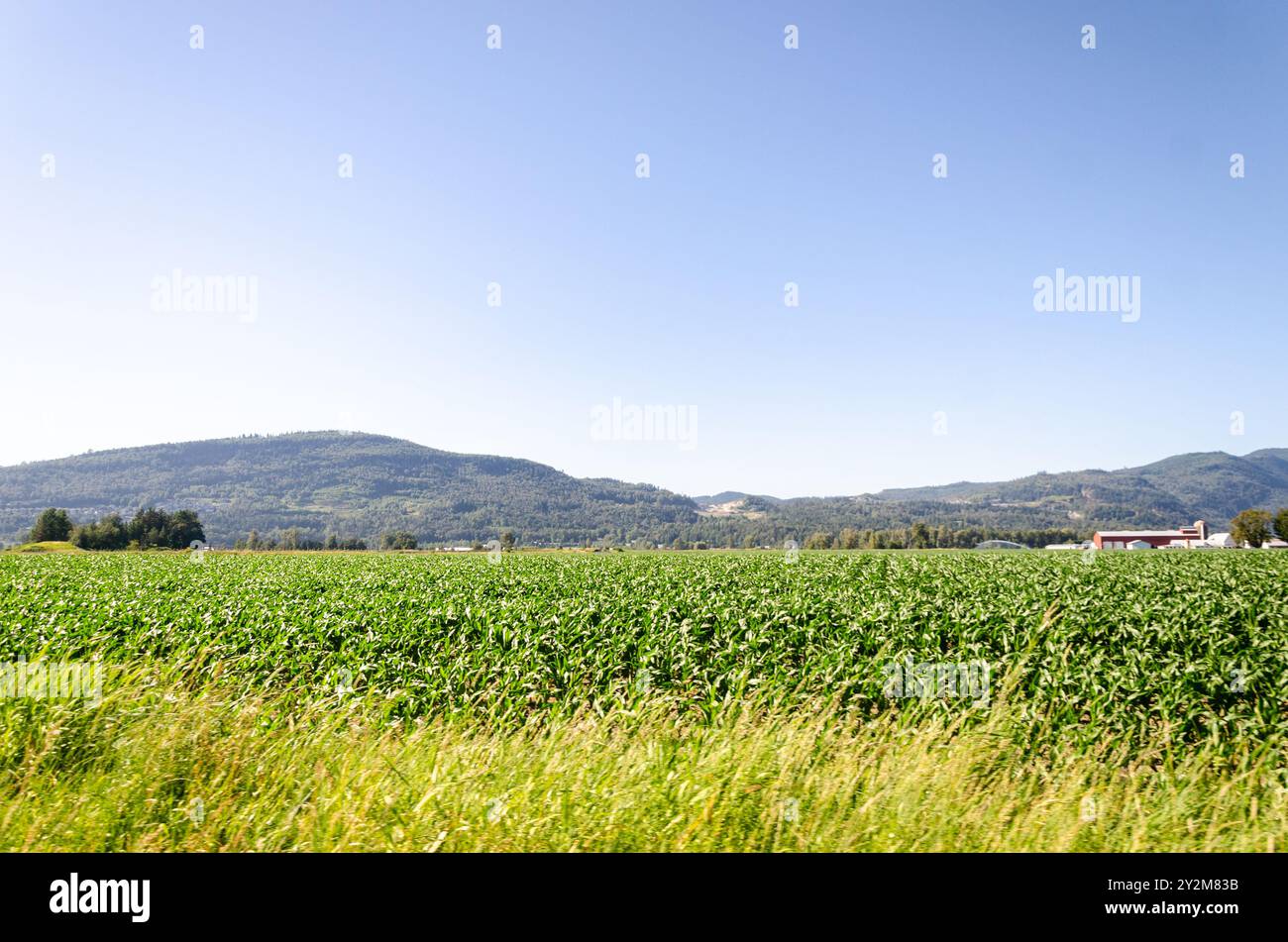 Landwirtschaftsbetriebe in Mission, Fraser Valley, British Columbia, Kanada Stockfoto