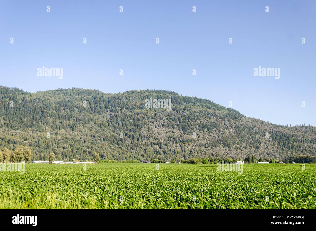 Landwirtschaftsbetriebe in Mission, Fraser Valley, British Columbia, Kanada Stockfoto