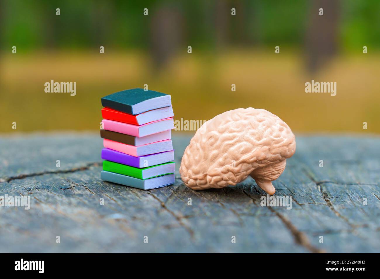 Winzige Bücher, die neben einer menschlichen Gehirnfigur auf einem Baumstamm mit Waldhintergrund gestapelt sind, symbolisieren Wissen und Lernen. Stockfoto