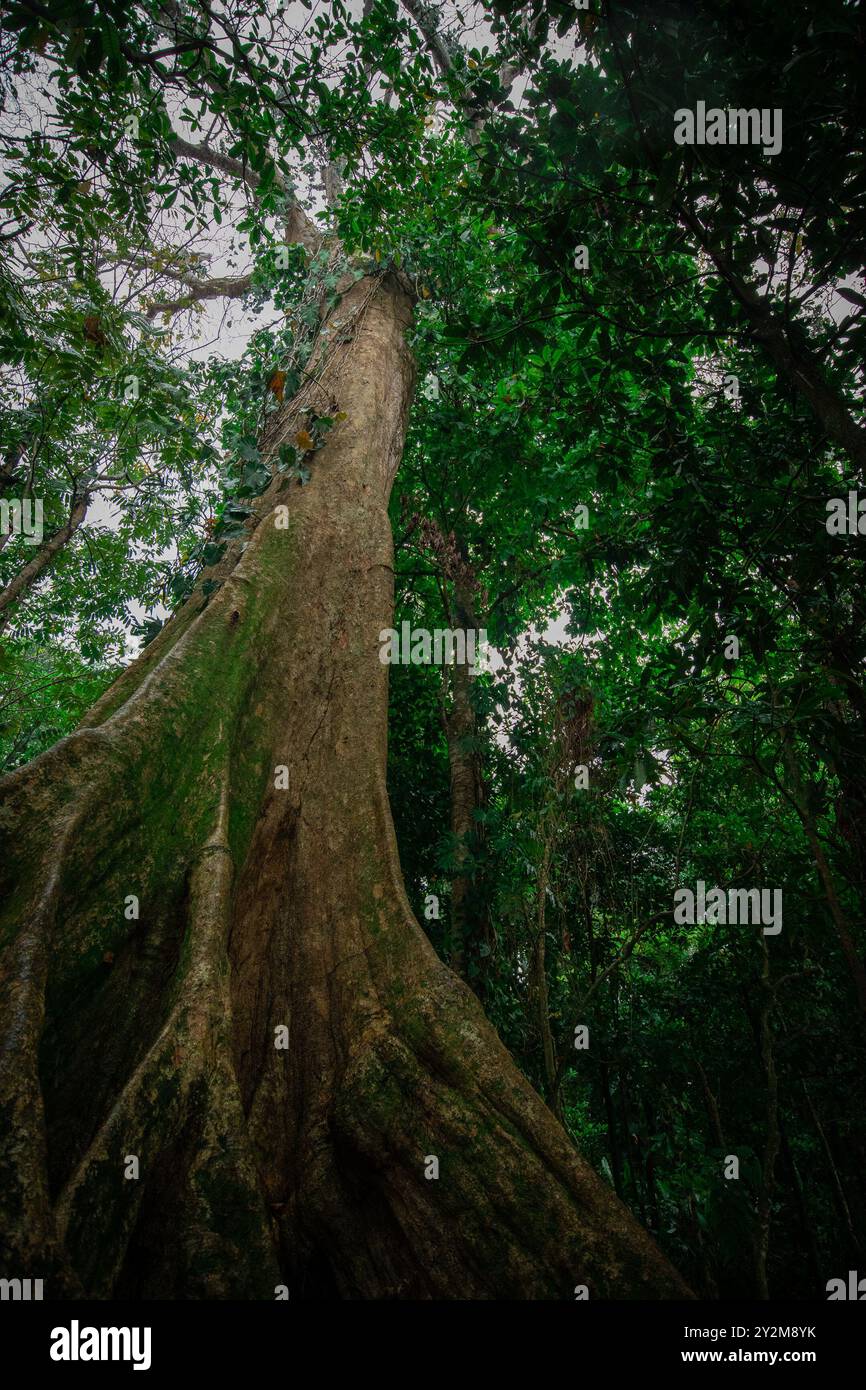Sehr alter Baum mit riesigen Wurzeln und voller Moos, der am Strand in costa rica kühn steht. Ansicht nach oben Stockfoto