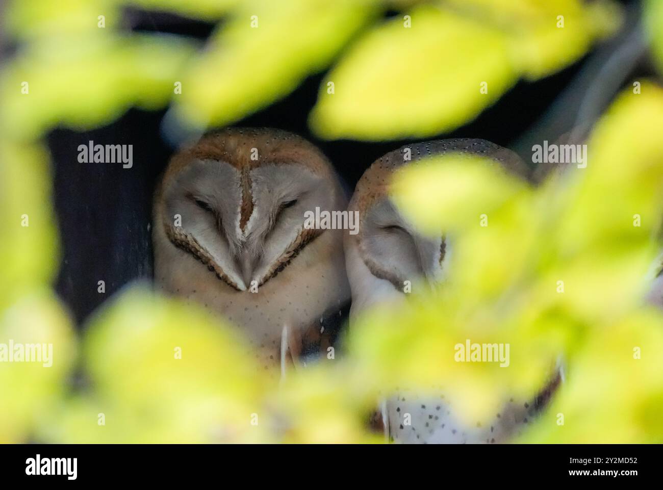 Zwei Scheuneneulen sitzen im Baum. Tyto alba. Stockfoto