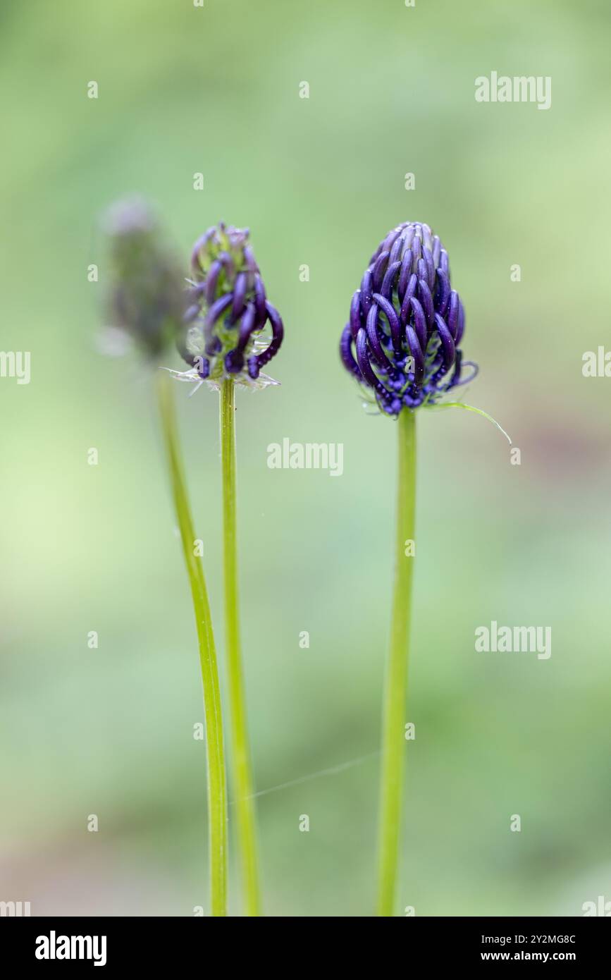 Raiponce noire (Phyteuma nigrum), Frankreich, Moselle, printemps Stockfoto