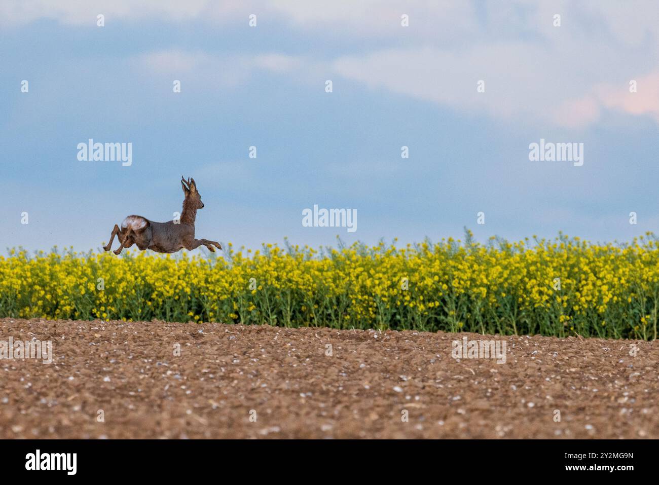 Chevreuil Sautant devant un Champ de Colza, Frankreich, Pas de Calais, printemps Stockfoto