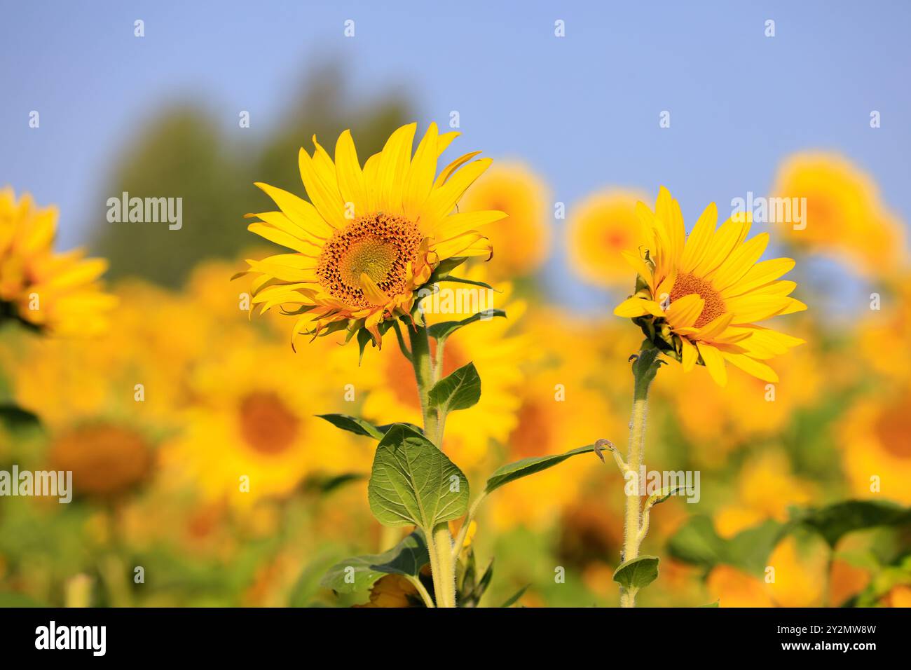 Sonnenblumen, Helianthus, wachsen auf landwirtschaftlichen Feldern an einem sonnigen Tag im Spätsommer. Stockfoto