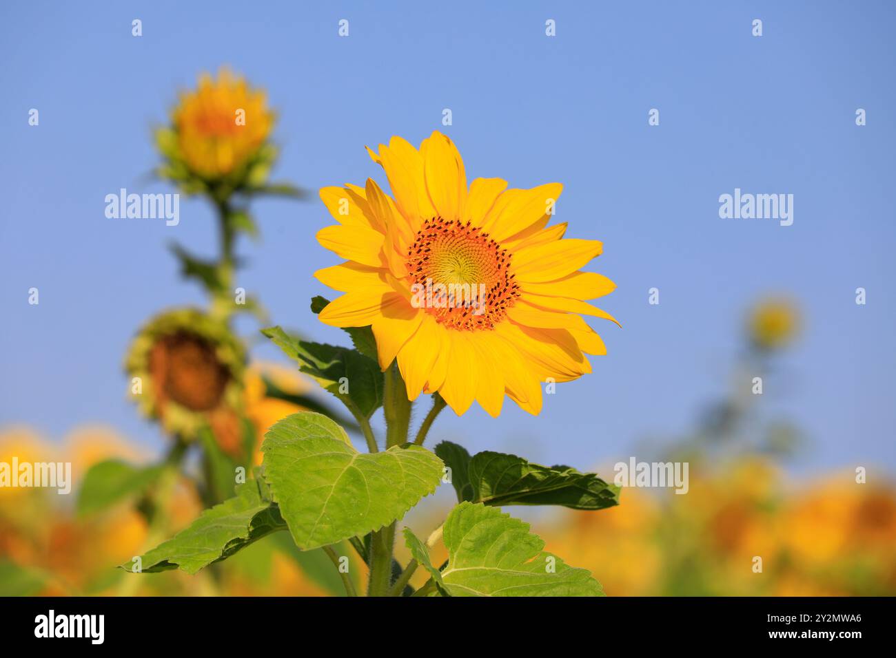 Wunderschöne blühende Sonnenblume, Helianthus, wächst auf landwirtschaftlichem Feld an einem sonnigen Tag im Spätsommer. Stockfoto