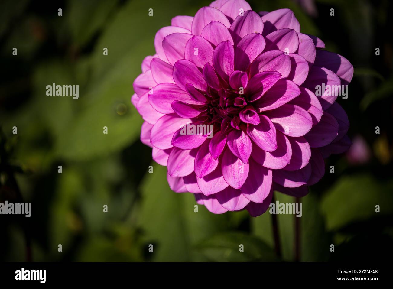 Eine atemberaubende rosafarbene Dahlia in voller Blüte, deren mehrschichtige Blütenblätter von Sonnenlicht vor einem Hintergrund von üppigem Grün beleuchtet werden. Stockfoto
