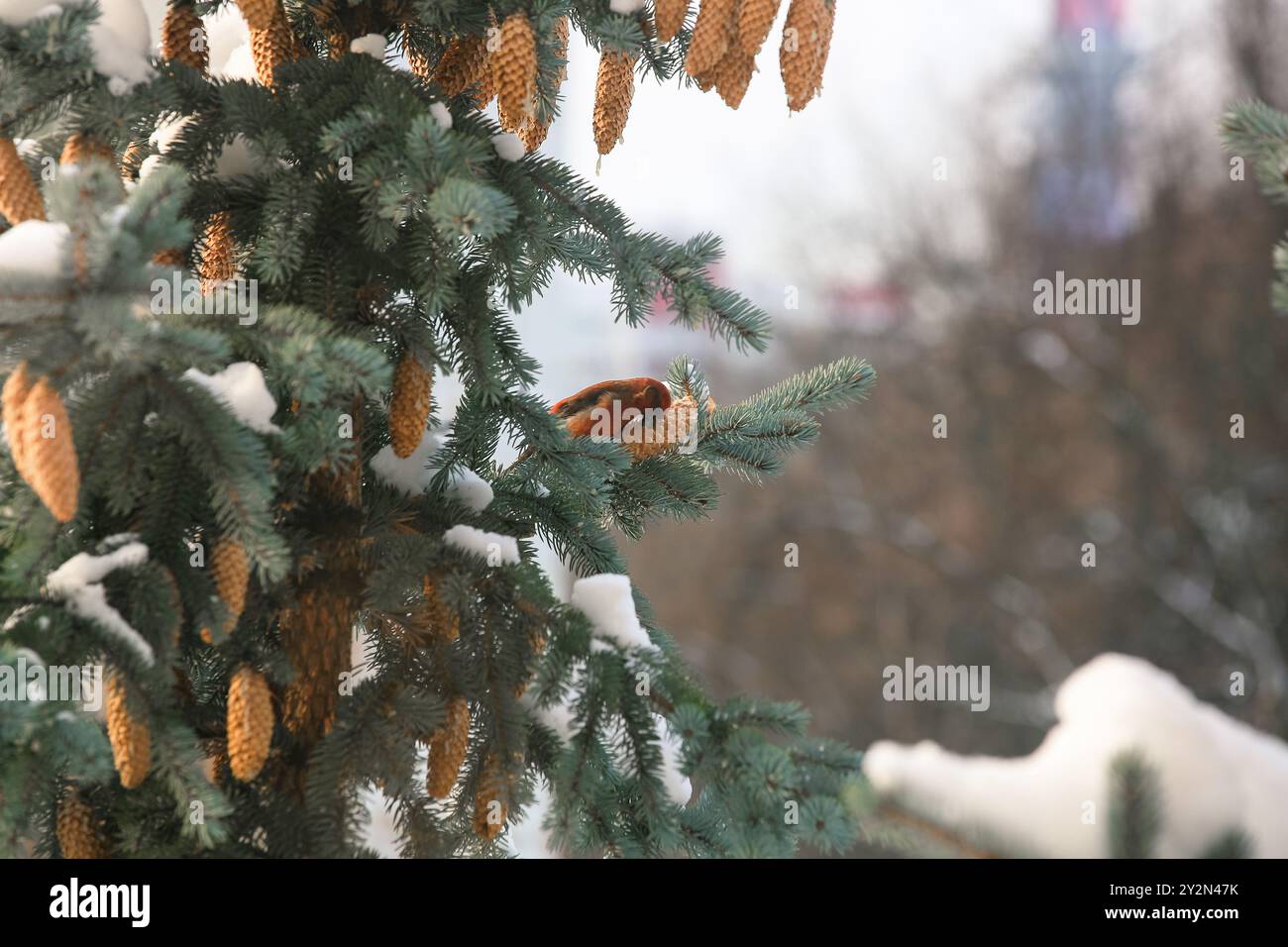 Weißflügelkreuzschnabelmännchen, das an Fichte-Kegeln ernährt. Kreuzschnabel auf Fichte im Winter Stockfoto