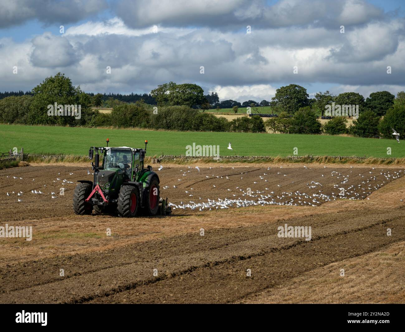 Arbeiten mit grünem Traktor, Vorbereitung von Land (Landwirt in der Kabine, Bodenbearbeitung, Bodenbewirtschaftung, Möwen fliegen nach Fütterung) – North Yorkshire, England, Großbritannien. Stockfoto