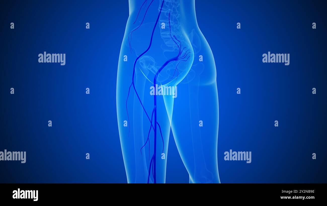 Ischiaswirbelsäule und Nervenschmerz medizinisches Konzept Stockfoto