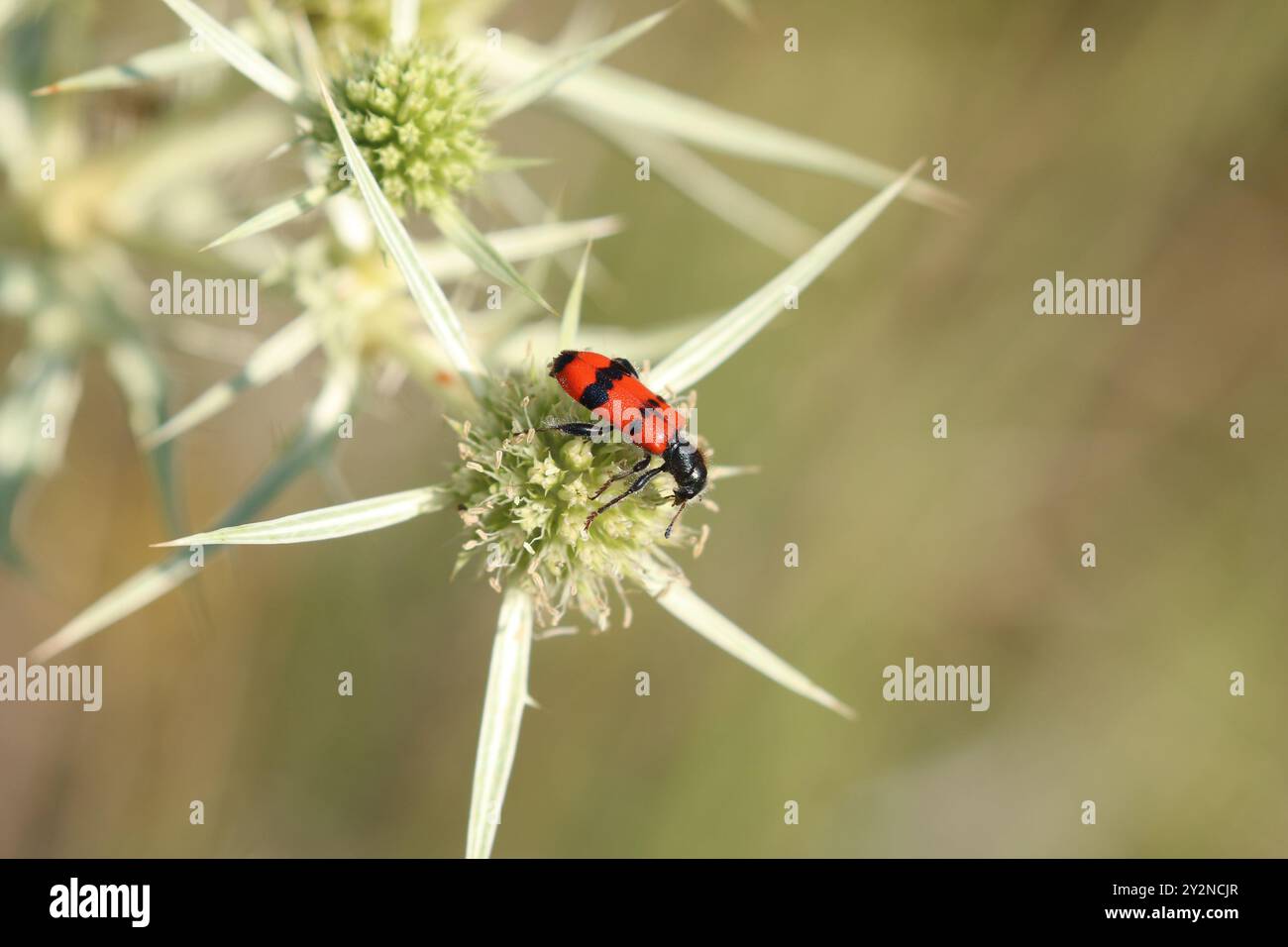 Roter und schwarzer Käfer - Trichodes apiarius Stockfoto