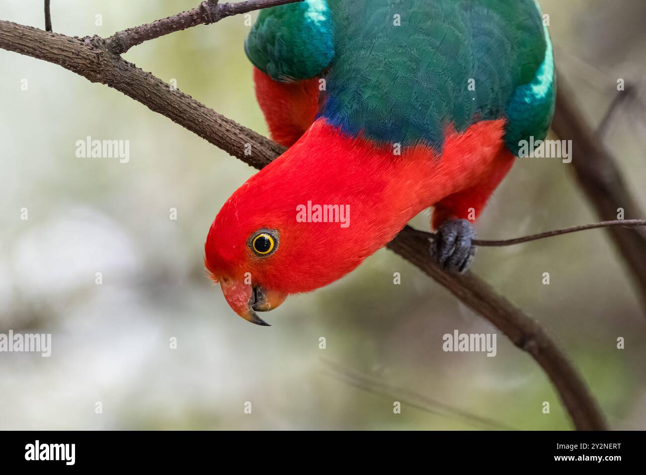 Australischer King Paprot, Alisterus scapularis, Green Patch Campsite, NSW, Australien Stockfoto