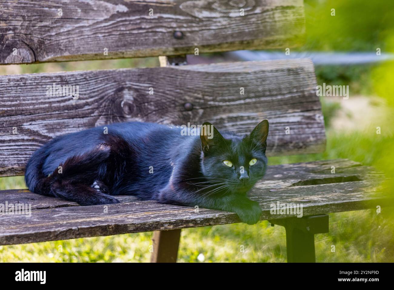 schwarze Katze Hauskatze Stockfoto