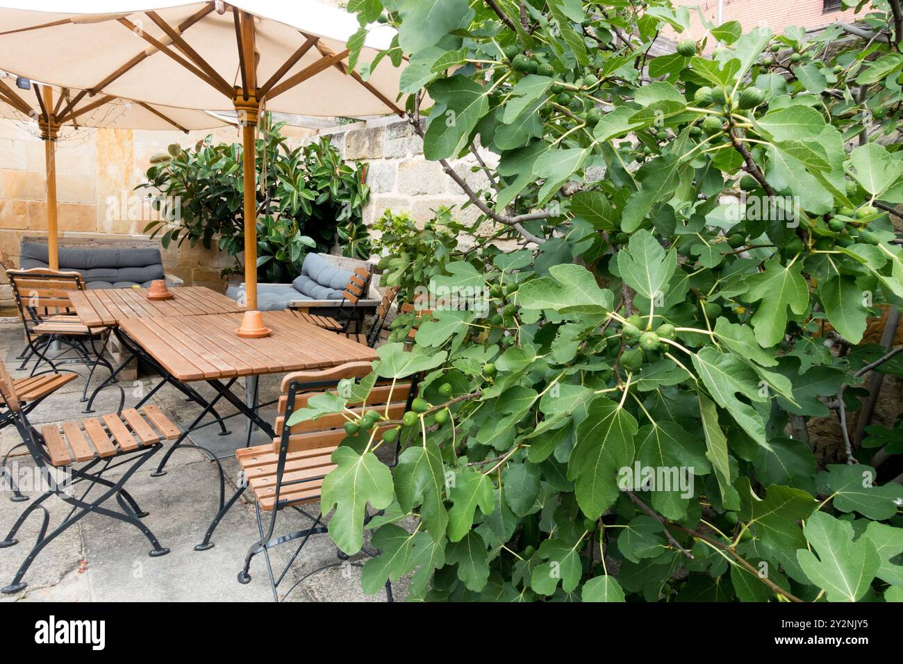Gemütliche Außenterrasse mit Holztischen und Stühlen unter Sonnenschirmen umgeben von üppigen grünen Pflanzen und Feigenbaum Common Fig Ficus carica Stockfoto