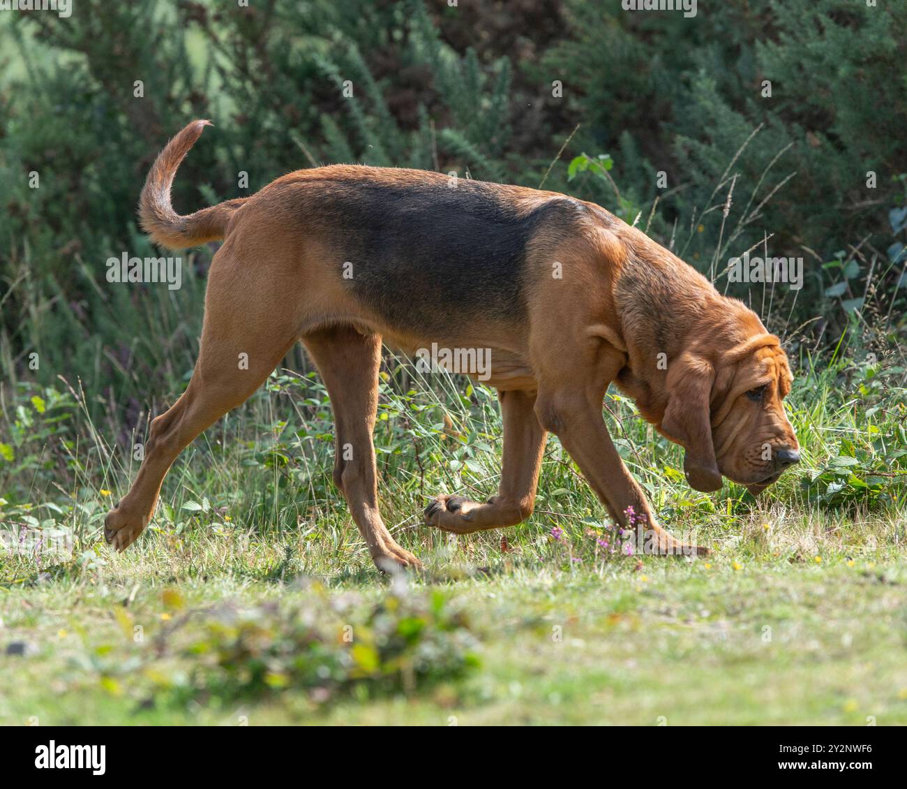 Bloodhound Dog UK Stockfoto