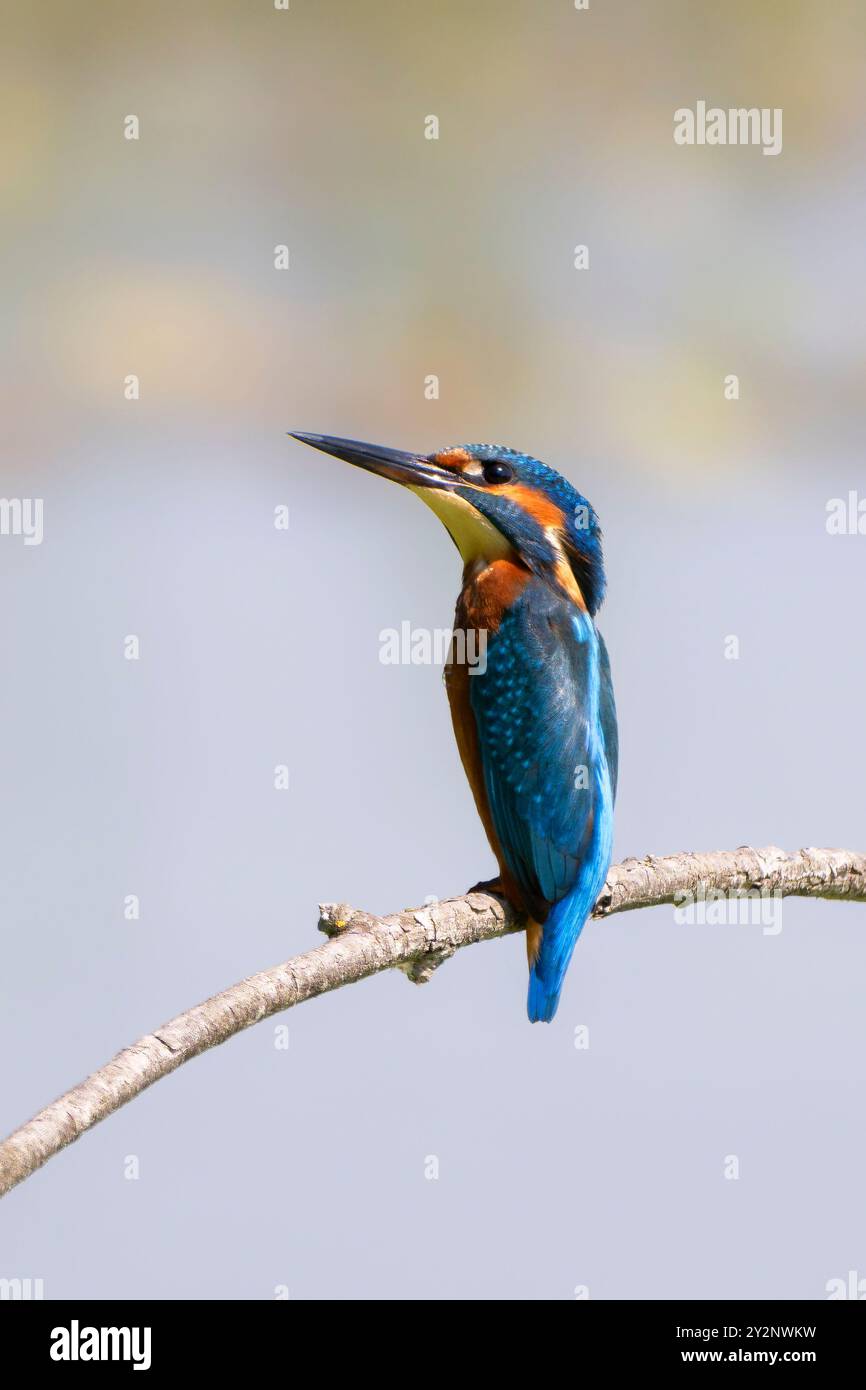 Gewöhnlicher eisvogel (Alcedo atthis) oder eurasischer eisvogel oder flussvogel auf einem Barsch. Naturschutzgebiet Isola della Cona, Italien. Stockfoto