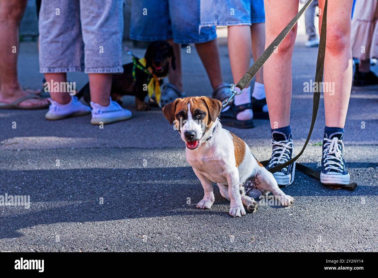 Der süße Jack Russell Terrier sitzt auf dem Asphalt nahe den Füßen des Besitzers draußen. Erziehung und Ausbildung von Welpen Stockfoto