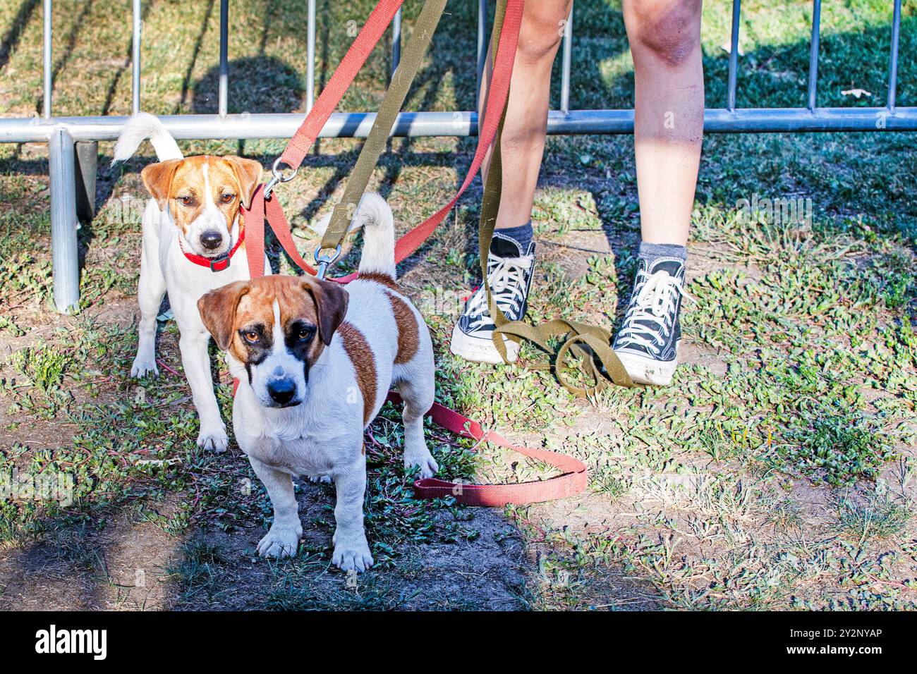 Wunderschöne Jack Russell Terrier Welpen an der Leine in der Nähe des Besitzers. Welpentraining und -Ausbildung. Kynologie Stockfoto