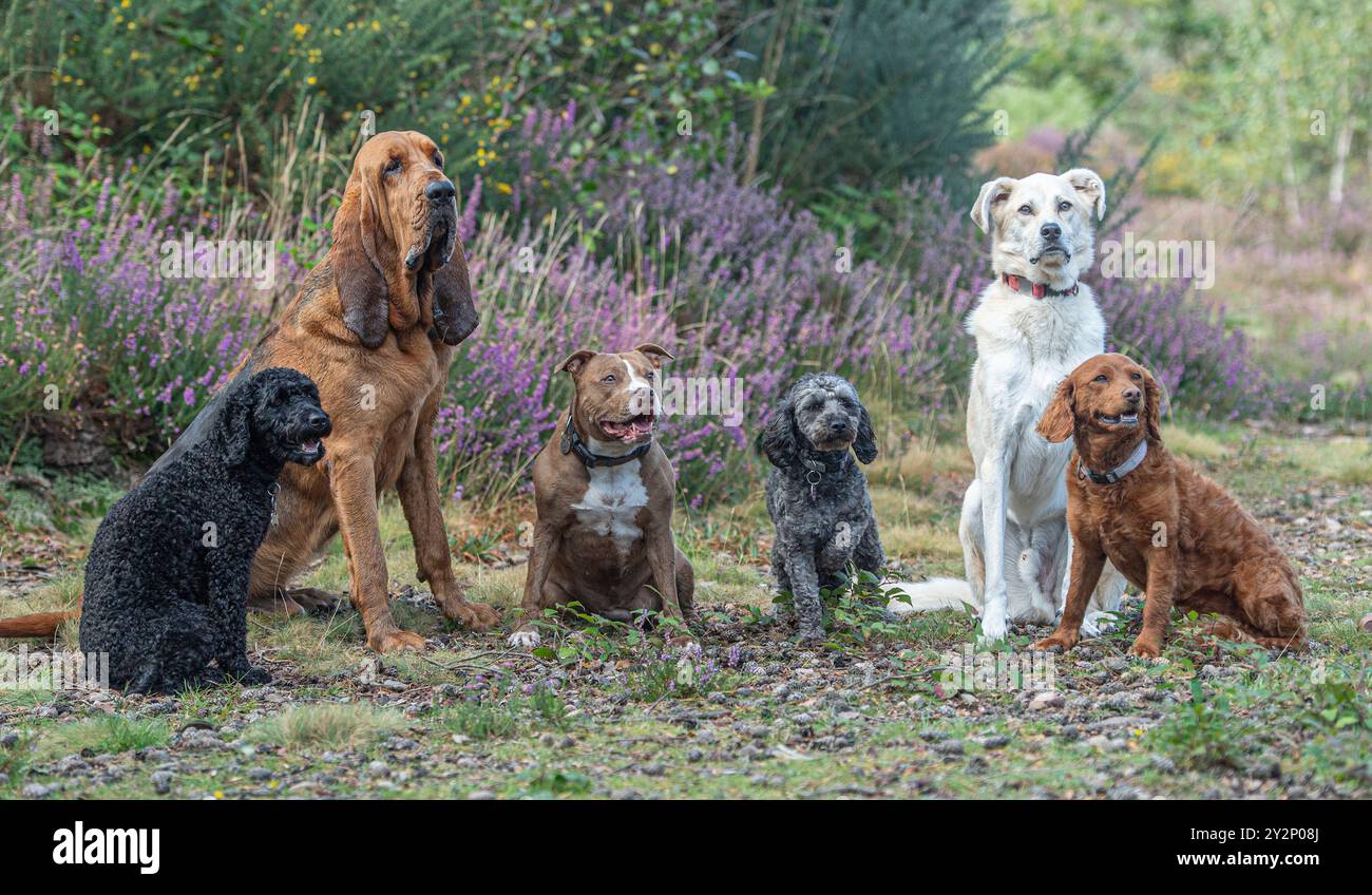 Sechs Hunde sitzen auf dem Land Stockfoto