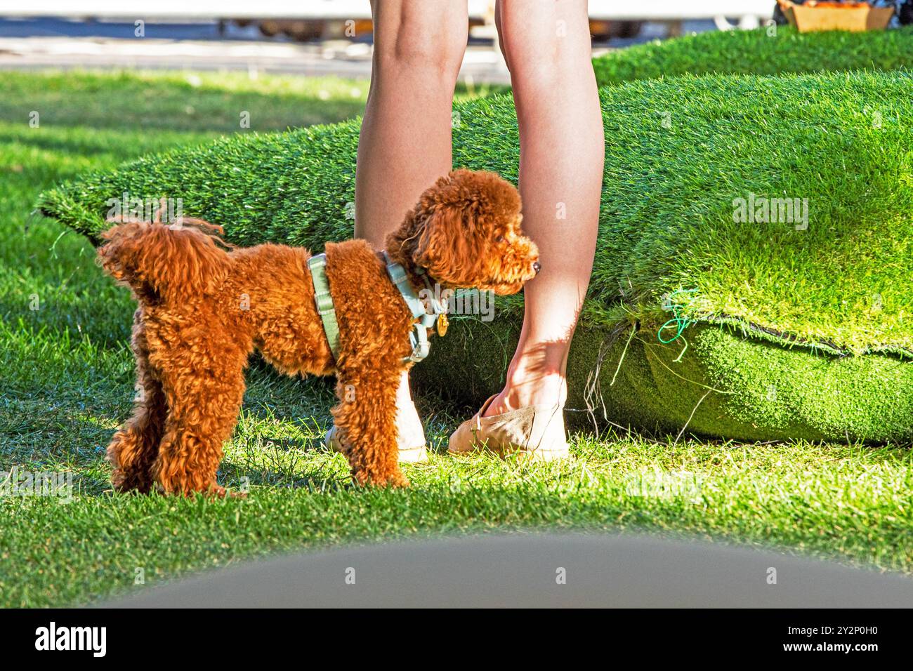 Spaziergang mit einem Hund der Aprikosenpudelrasse an einem sonnigen Tag. Pflege und Erziehung von Haustieren Stockfoto