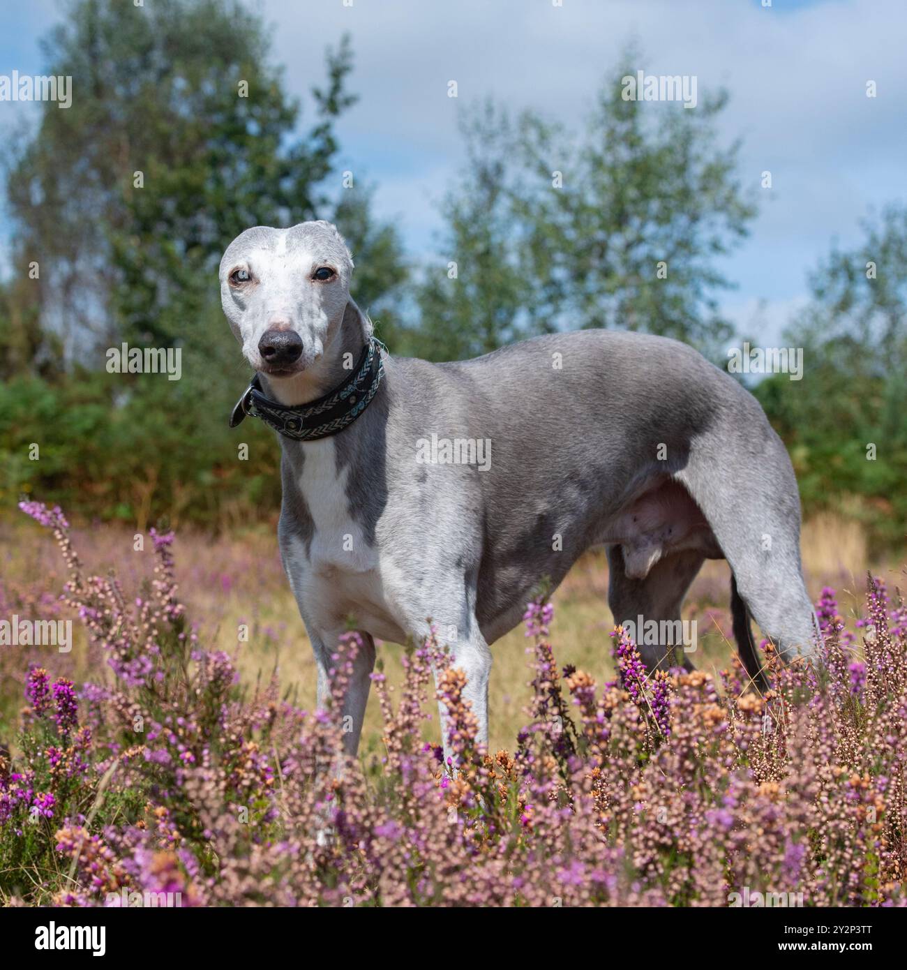 Grauer Whippet Hund UK Stockfoto