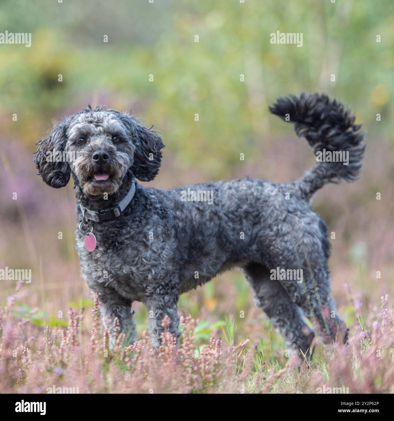 Cavapoo Hund. UK Stockfoto