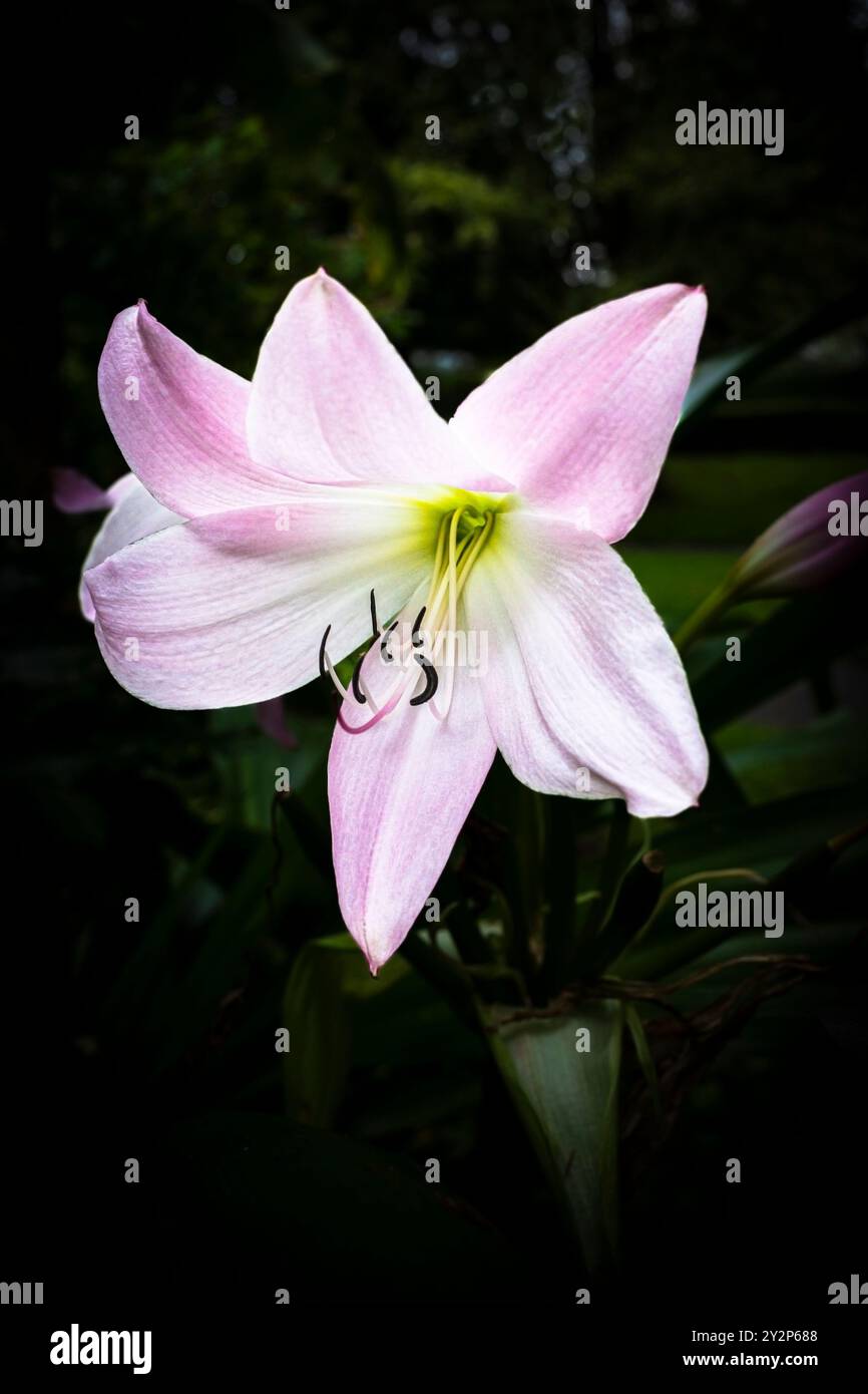 Amaryllis Belladonna Blume wächst in einem Garten in Großbritannien. Stockfoto
