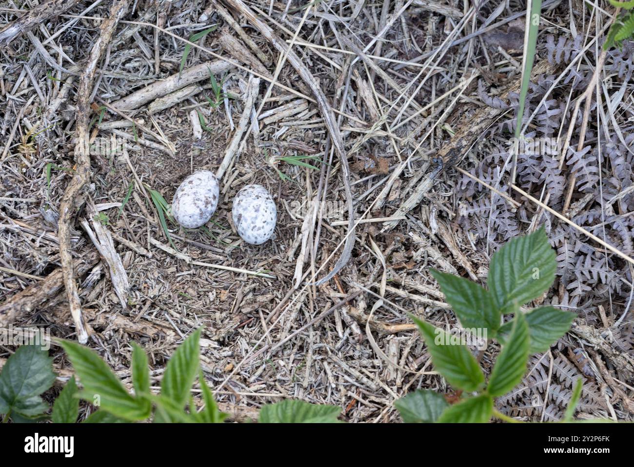 Eurasische Nachtschnecke, Caprimulgus europaeus, Dean Nest und Eier Stockfoto