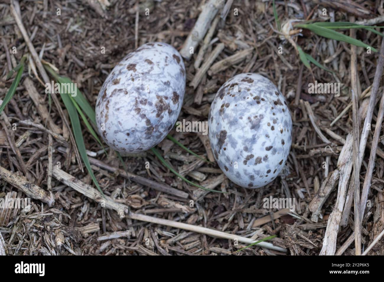 Eurasische Nachtschnecke, Caprimulgus europaeus, Dean Nest und Eier Stockfoto