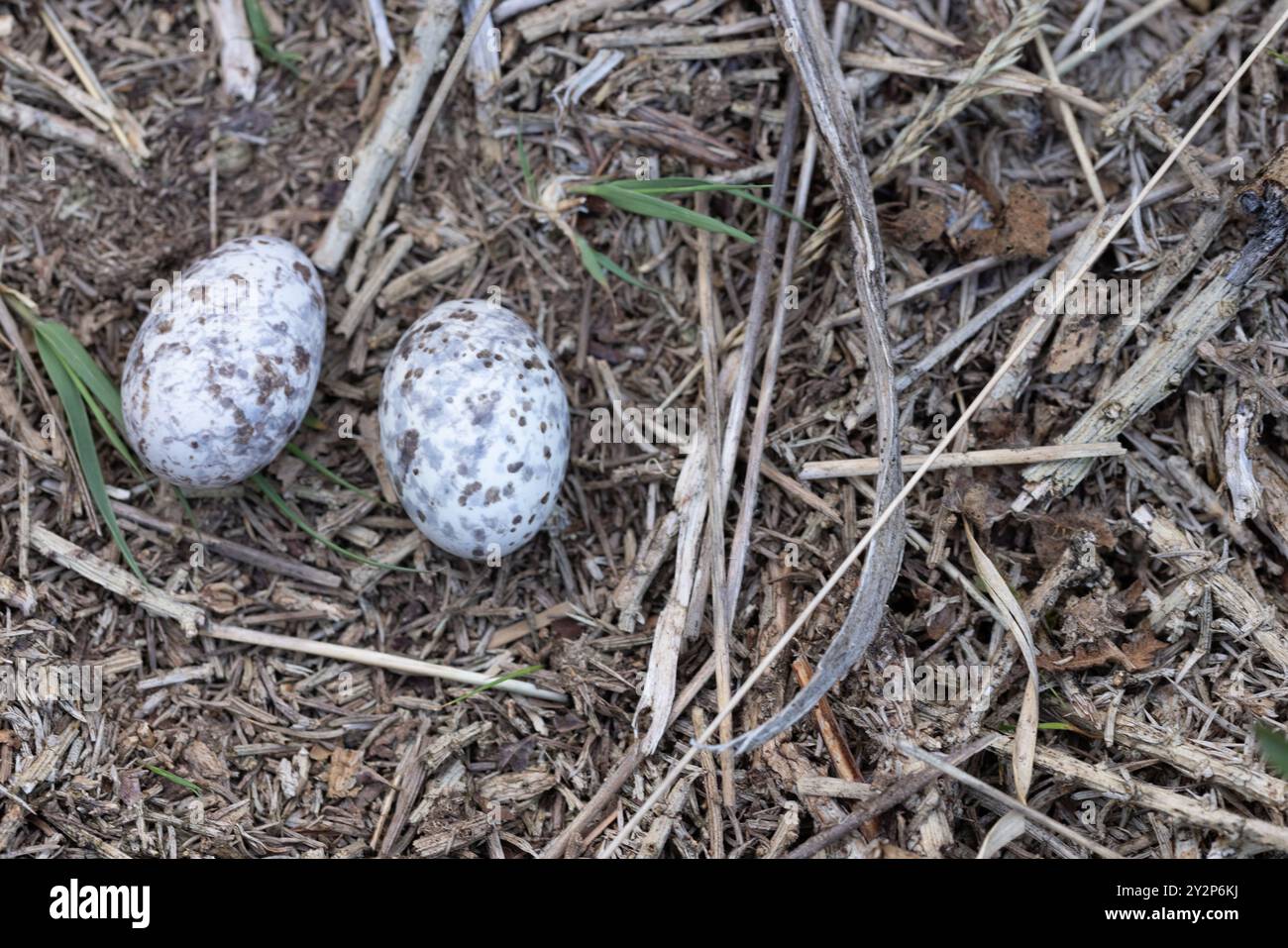 Eurasische Nachtschnecke, Caprimulgus europaeus, Dean Nest und Eier Stockfoto