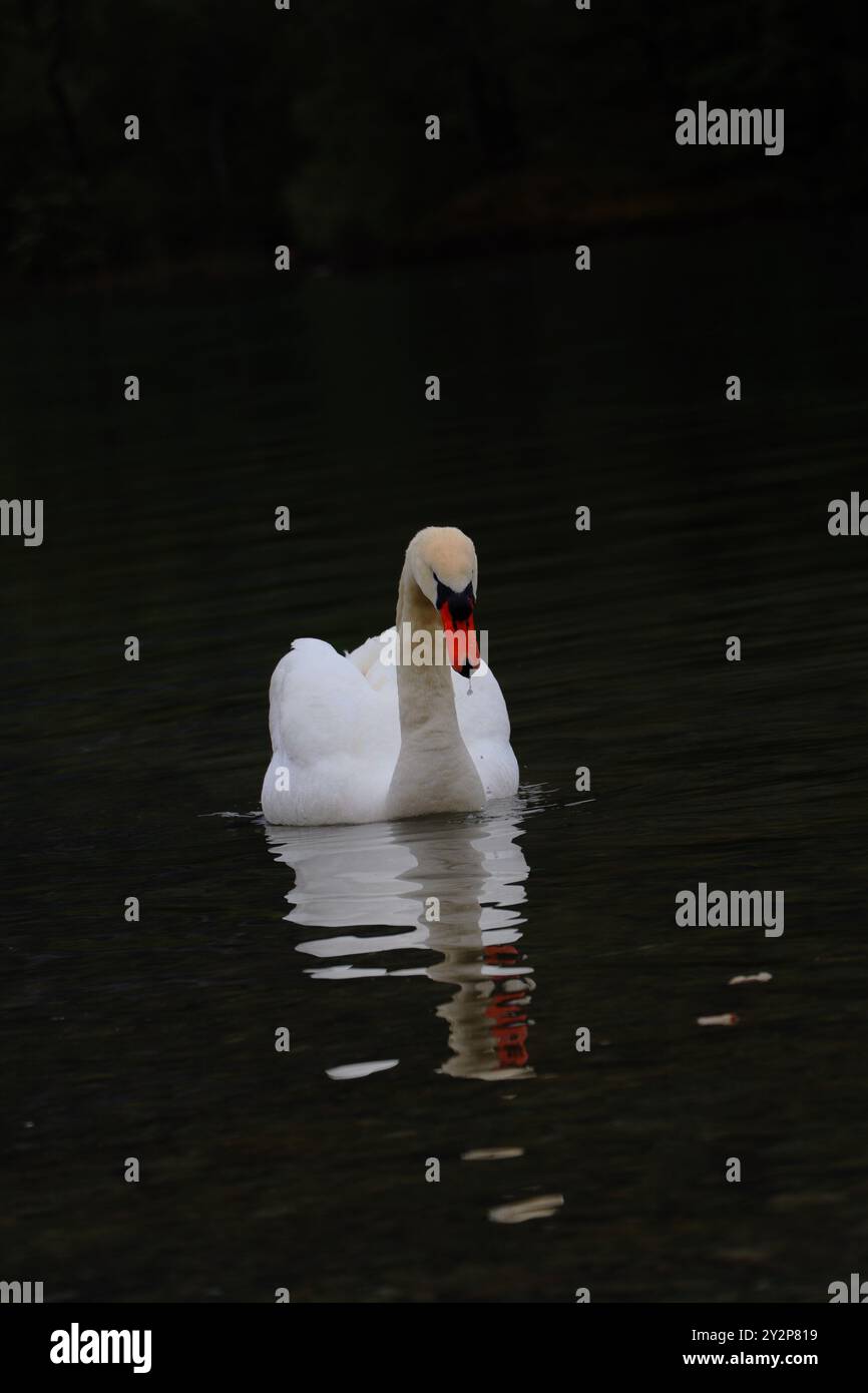 Elegantes Swan gleiten auf ruhigem Wasser Stockfoto