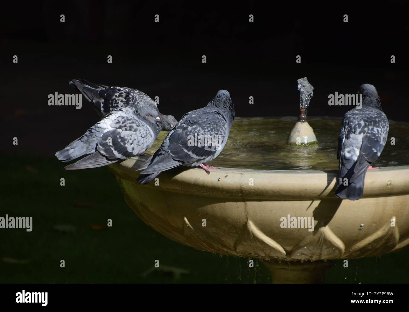 London, England, Großbritannien. September 2024. Tauben sonnen sich im Sonnenlicht an einem Gartenbrunnen im Zentrum Londons. (Kreditbild: © Vuk Valcic/ZUMA Press Wire) NUR REDAKTIONELLE VERWENDUNG! Nicht für kommerzielle ZWECKE! Stockfoto
