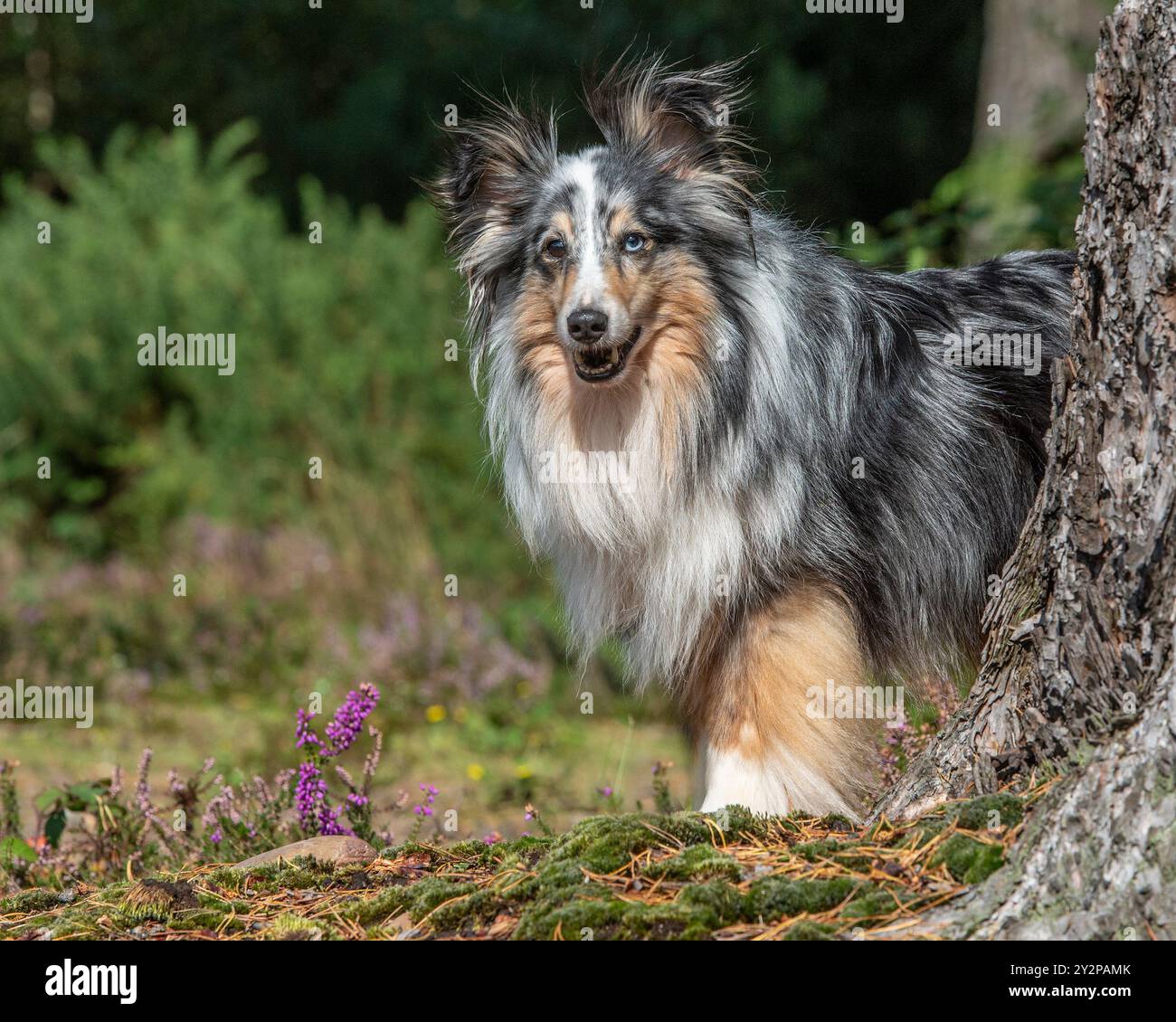 Blue Tri merle shetland Schäferhund auf dem Land Stockfoto