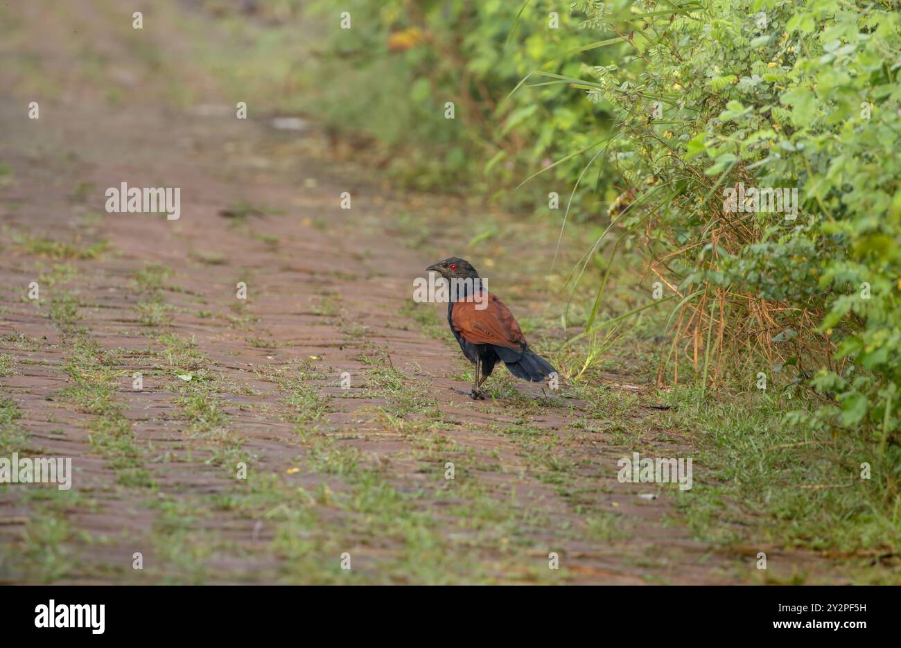 Der größere Coucal oder Krähenfasan ist ein großes nicht-parasitisches Mitglied der Kuckucksorde der Vögel, der Cuculiformes. Stockfoto