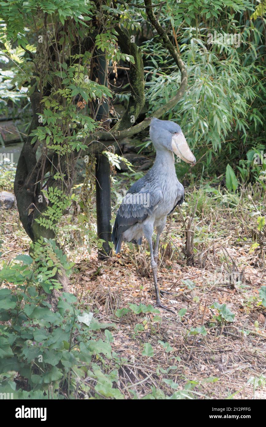 Shoebill (Balaeniceps rex) alias Walebill, Walkopfstorch, Schuhschnabelstorch im Pairi Daiza in Brugelette, Belgien Stockfoto