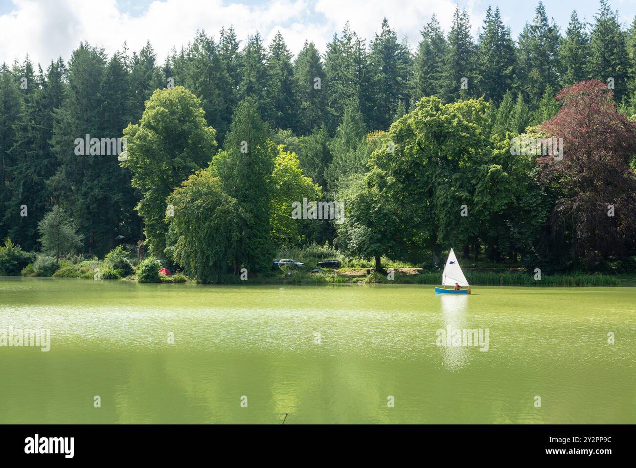 Shearwater (Shear Water) ist ein künstlicher Süßwassersee in der Nähe von Crockerton Village in Wiltshire, England Stockfoto