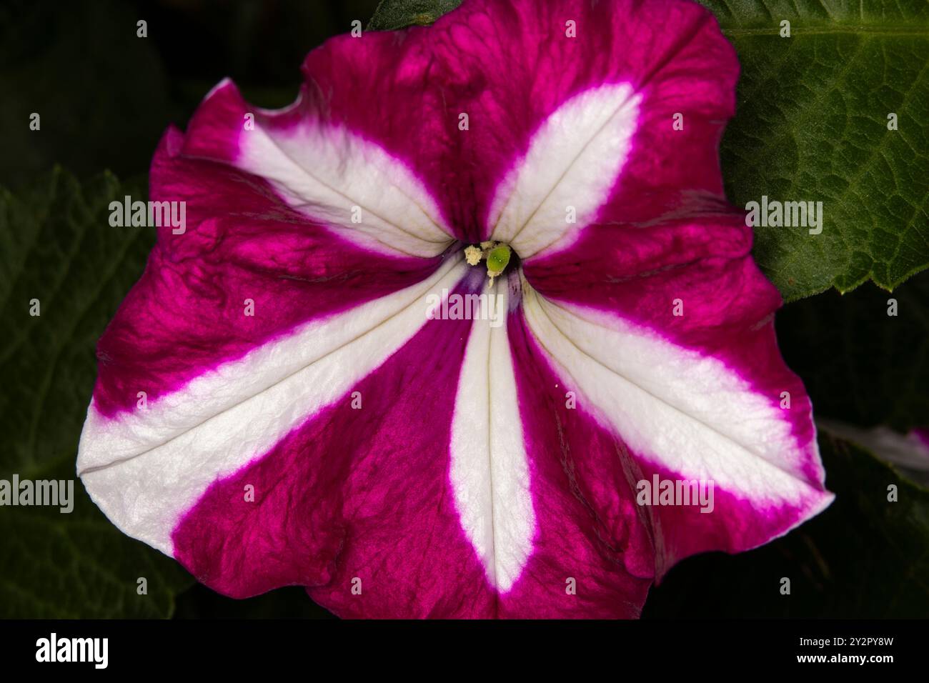 Vollbild-Nahaufnahme von heißer rosa Gartenpetunie, Rosensterne Blüte fast in Blüte, Öffnung um ein gelbes Zentrum mit selektivem Fokus. Stockfoto
