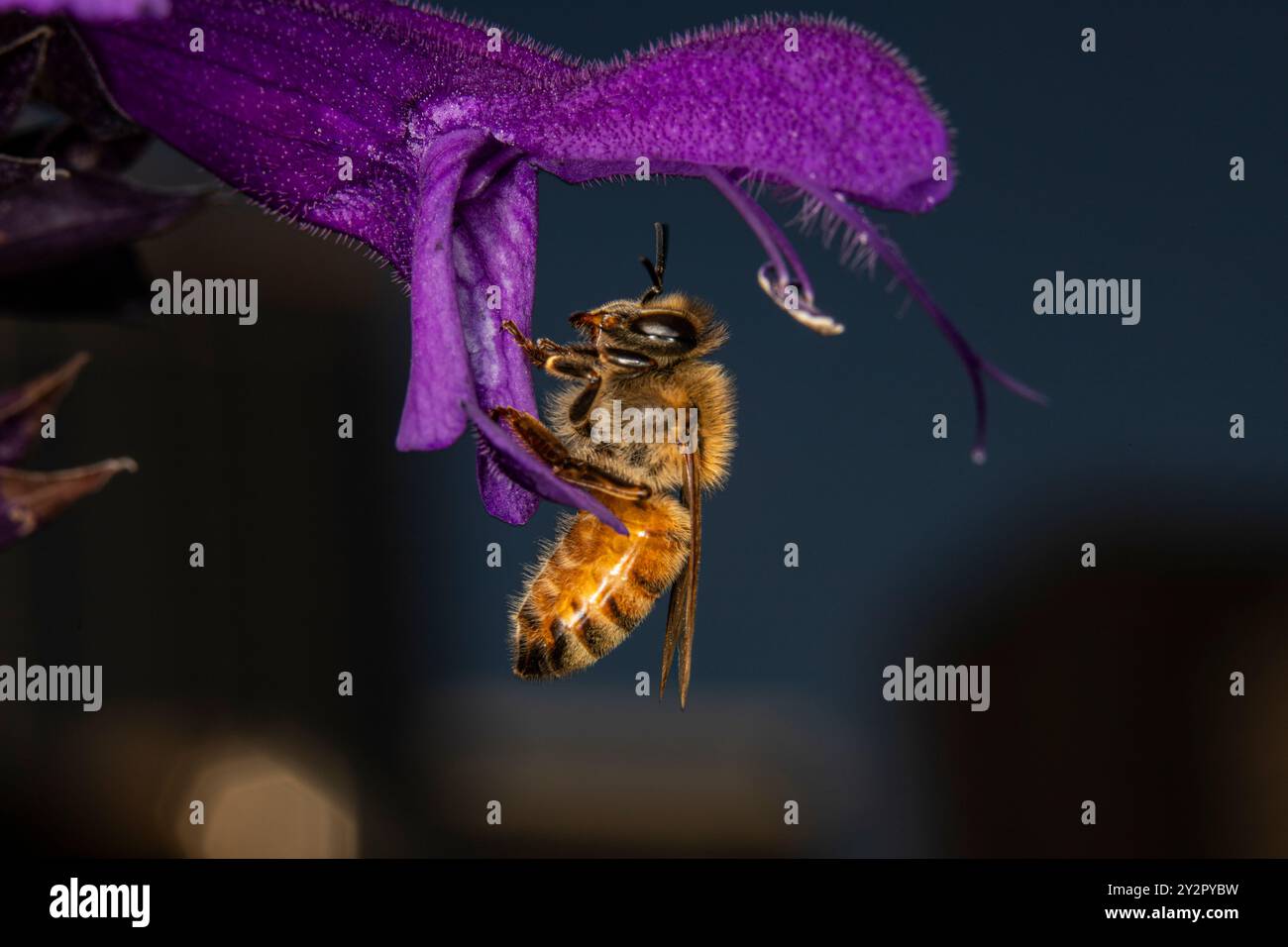 Nahaufnahme der westlichen Honigbiene auf einer salvia-Blume, auch bekannt als violette Majestät. Die Honigbiene ist ein lebenswichtiger Bestäuber. Stockfoto