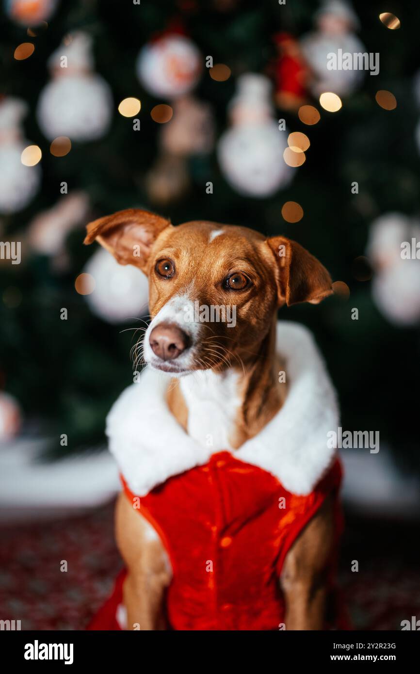Ein charmanter brauner Hund in einem leuchtend roten Weihnachtskostüm posiert vor einem wunderschön geschmückten Weihnachtsbaum, der mit festlichen Lichtern und Lichtern glitzert Stockfoto
