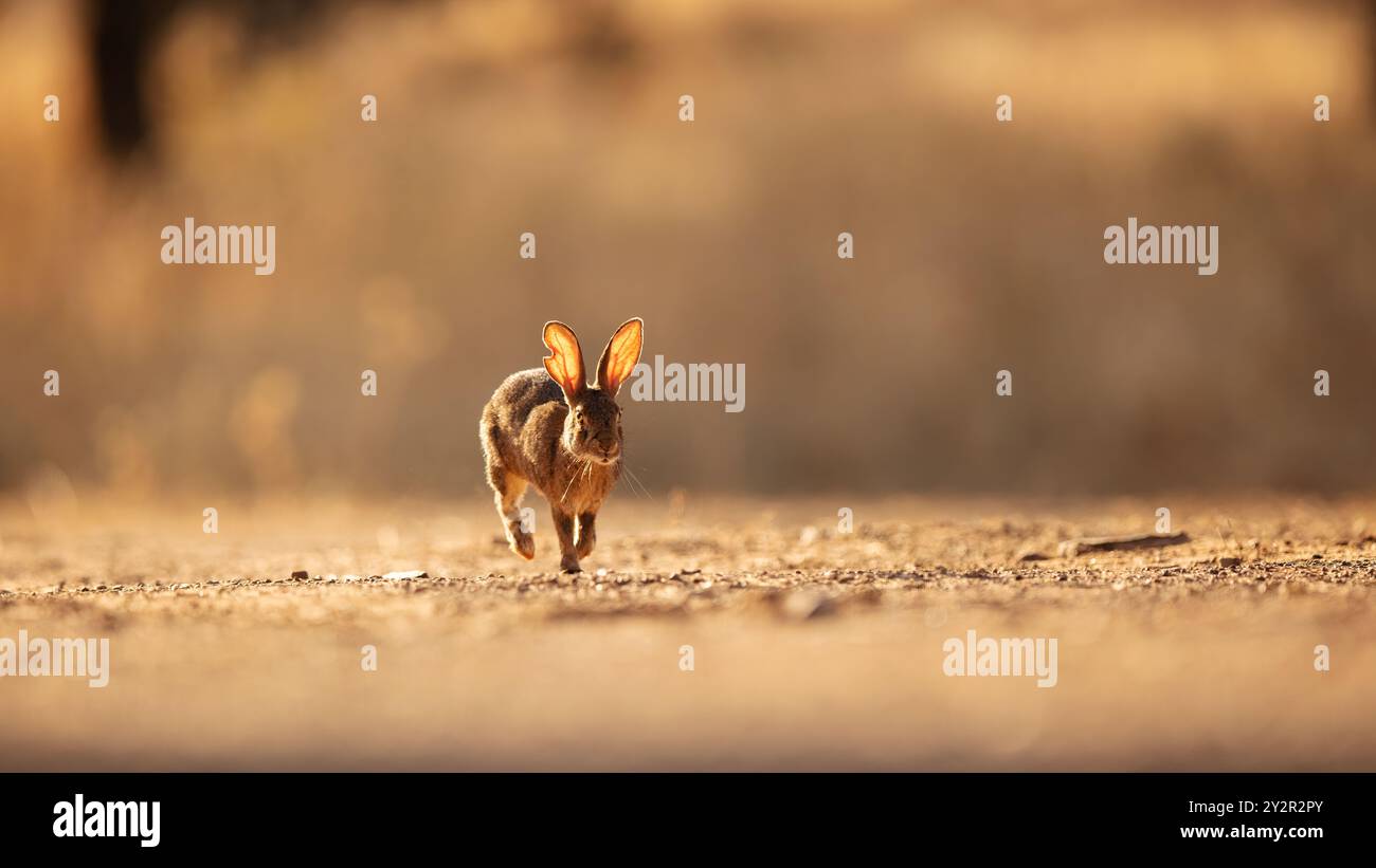 Ein europäisches Kaninchen, Oryctolagus cuniculus, wird in Bewegung gefangen, als es über einen sonnendurchfluteten, staubigen Weg gleitet, während seine Ohren mit dem goldenen Sonnenuntergang erstrahlen Stockfoto