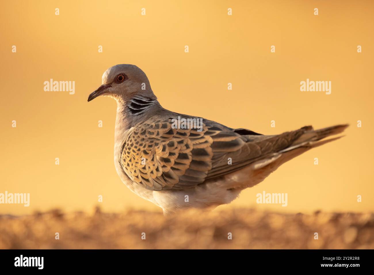 Eine Nahaufnahme einer europäischen Schildkrötentaube, Streptopelia turtur, gefangen in einer sommerlichen Steppenumgebung, mit lebendigen Details vor einem weichen, goldenen Hintergrund Stockfoto