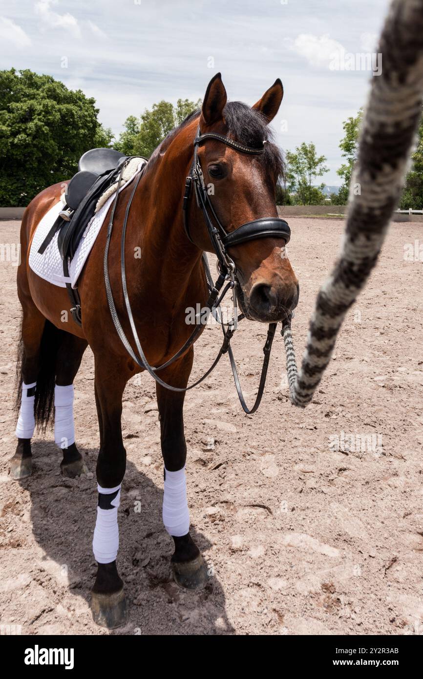 Ein braunes Pferd, komplett ausgestattet mit Reittack, steht in einer sandigen Trainingsarena. Das Pferd, von einem langen Bleiseil gehalten, ist bereit für ein Training Stockfoto