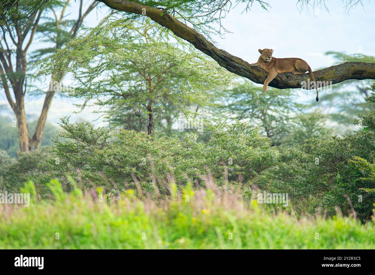 Eine majestätische Löwin liegt bequem auf einem Baum inmitten der grünen Flora des Nakuru National Park und zeigt die ruhige Schönheit der Natur. Stockfoto