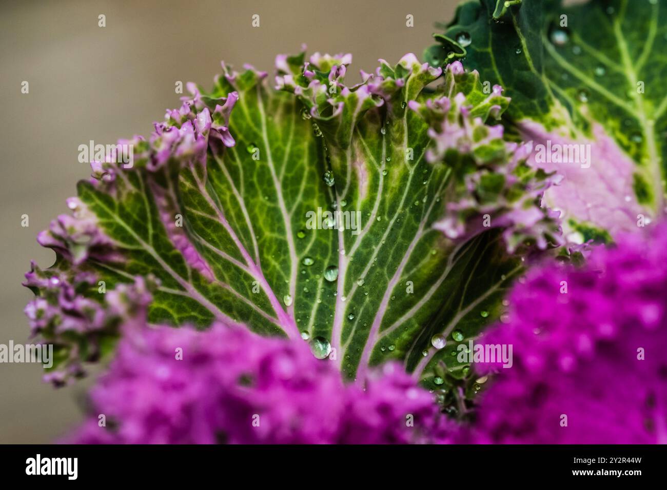 Dieses Bild zeigt die komplizierten Details von Tautropfen, die die lebendigen Blätter von Zierkohl zieren. Der klare Fokus unterstreicht die natürliche Schönheit und Stockfoto